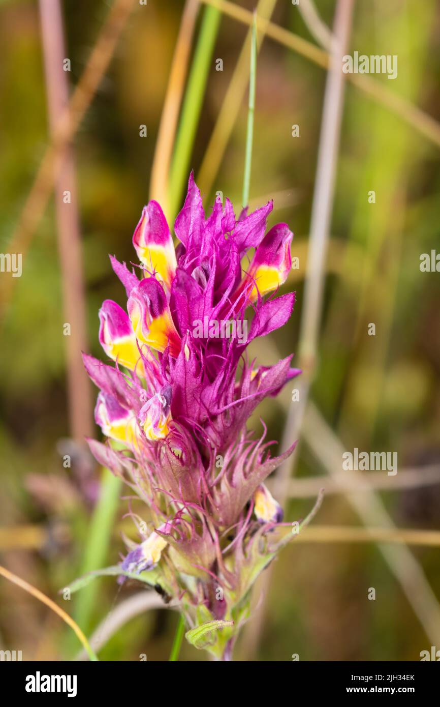 A single flower head of Melampyrum arvense, commonly known as field cow-wheat. Stock Photo
