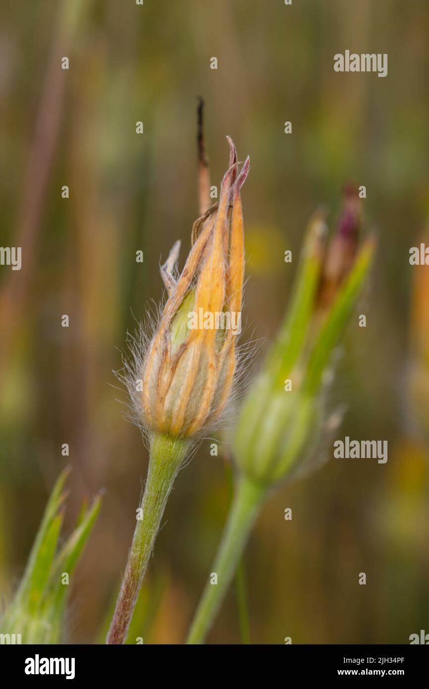 Two flower heads of Agrostemma githago, the common corn-cockle sometimes spelt corncockle Stock Photo