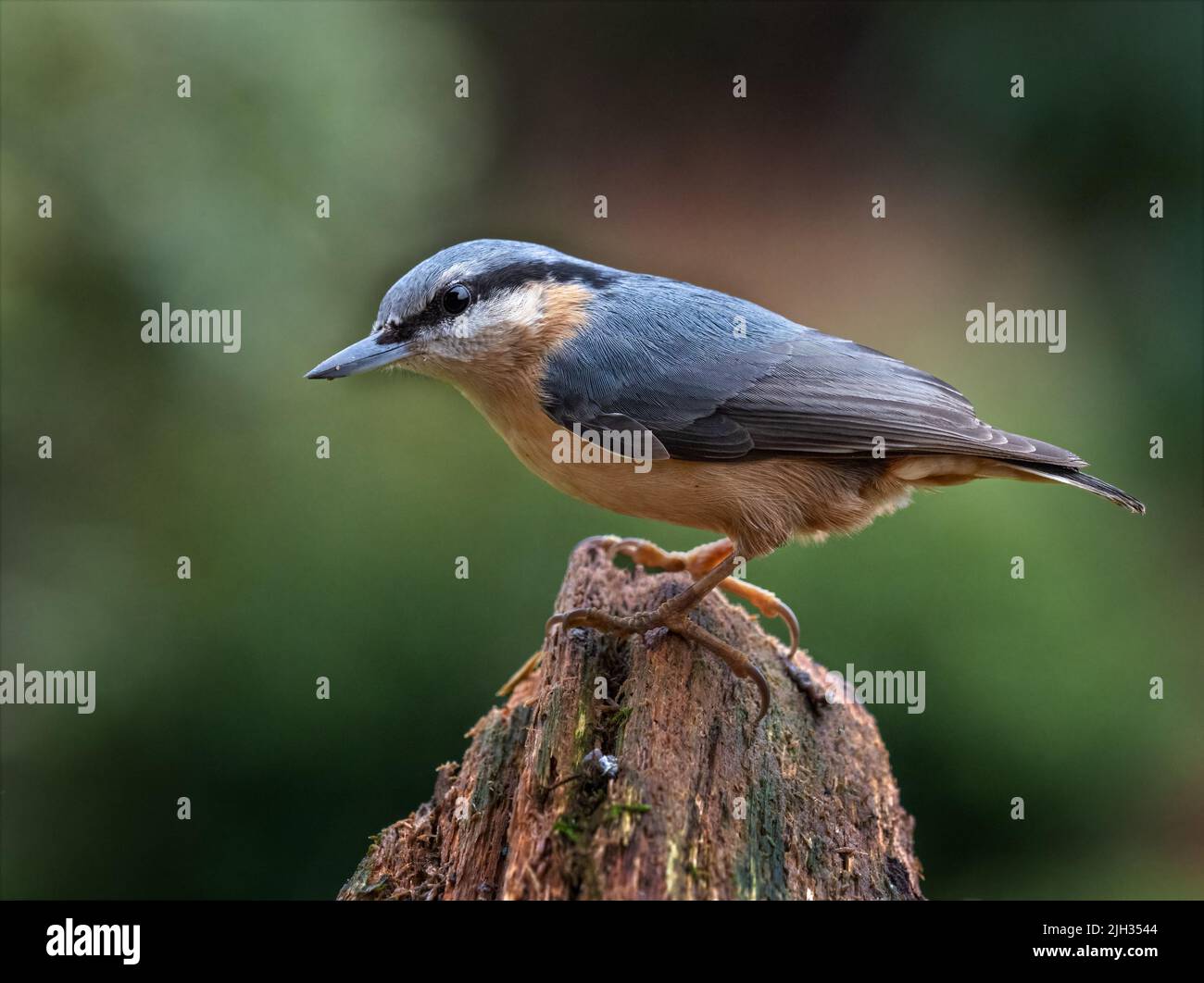 A Nuthatch perched on an old tree root in the garden Stock Photo