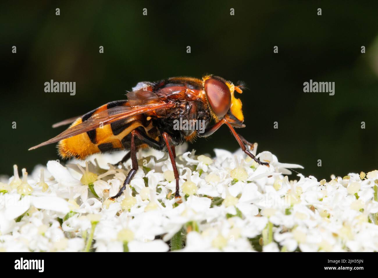 Volucella zonaria, the hornet mimic hoverfly, feeding on nectar from a white flower. Stock Photo