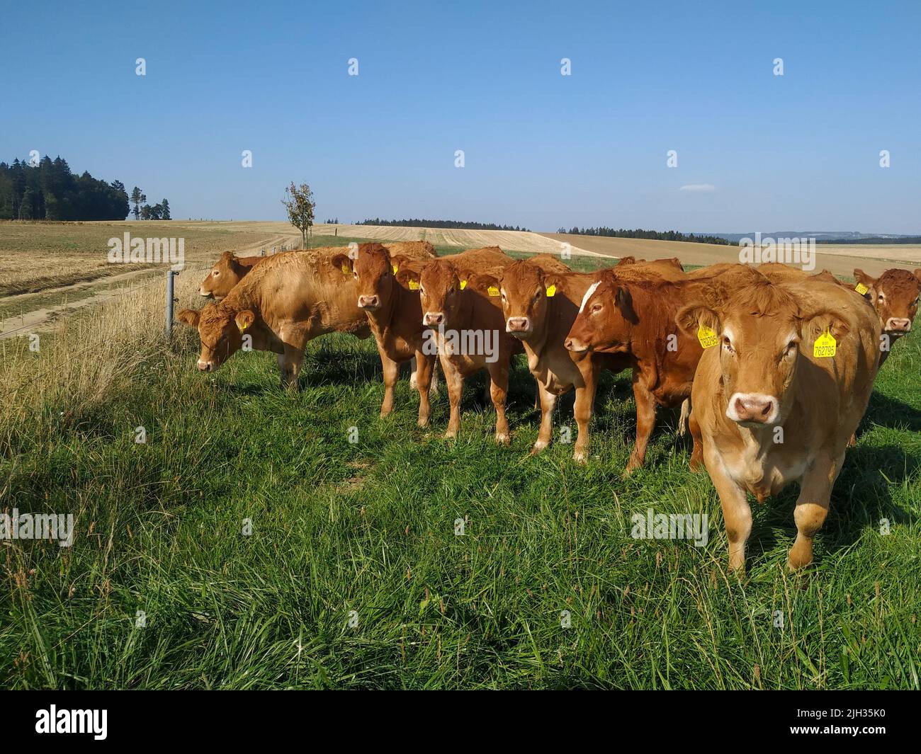 Herd of cows in a pasture Stock Photo - Alamy
