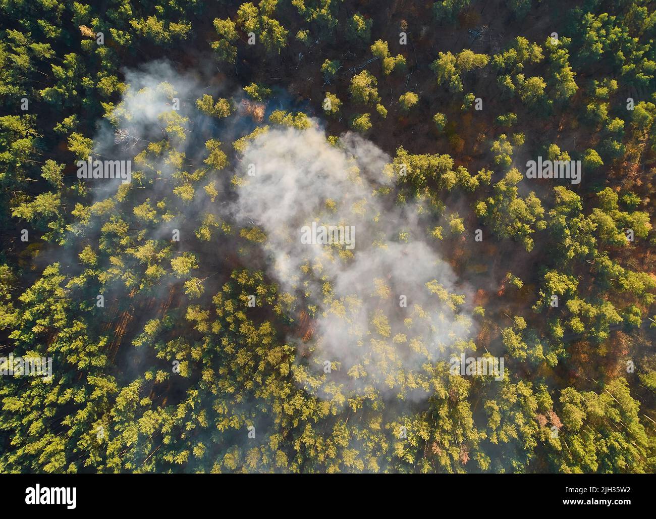 Strong fire in an empty forest. Fire spreads in a united front, strong smoke from the burning place. View from above, vertically from top to bottom. n Stock Photo