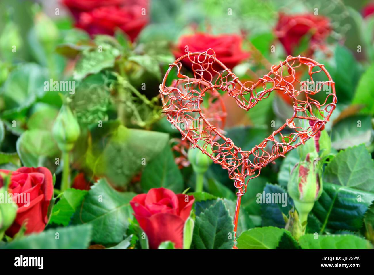 Red roses heart symbol love hi-res stock photography and images - Alamy