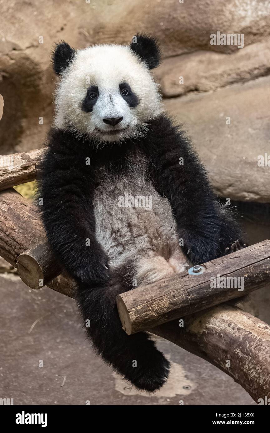 A giant panda, a cute baby playing, funny animal Stock Photo - Alamy