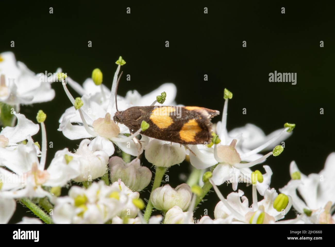 Pammene aurana, known as the Orange-spot Piercer moth, feeding on nectar. Stock Photo