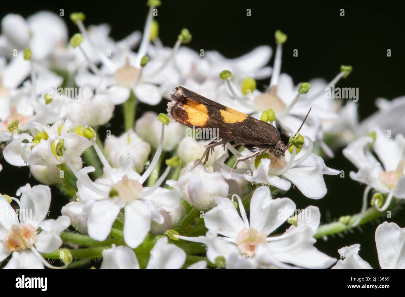 Pammene aurana, known as the Orange-spot Piercer moth, feeding on nectar. Stock Photo