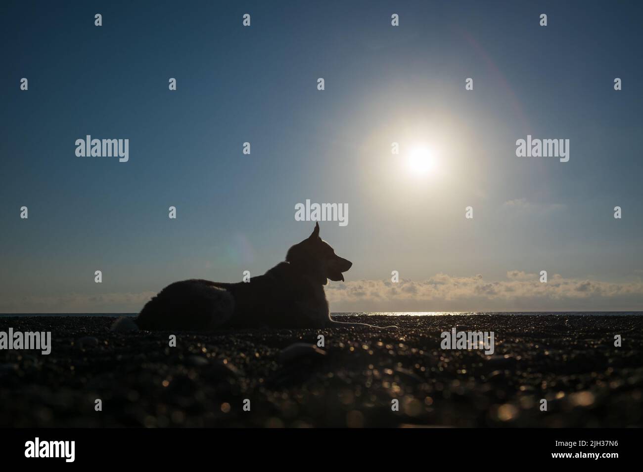 Silhouette of a dog resting on beach on sunset alone Stock Photo Alamy