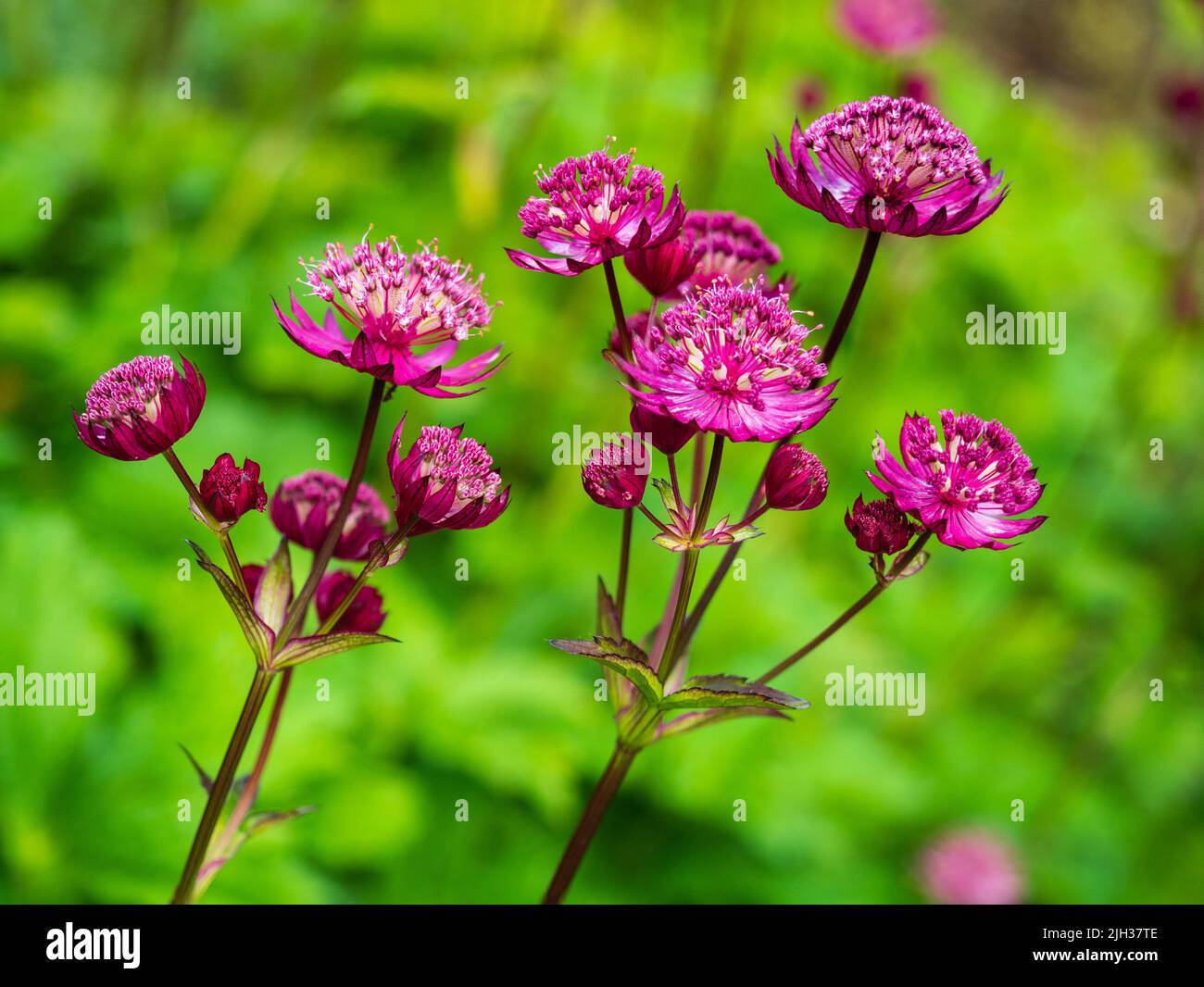 Complex flower heads of the summer flowering red-pink perennial masterwort, Astrantia major var. rosea 'Venice' Stock Photo
