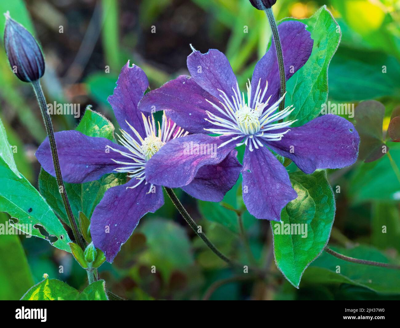 Blue-nauve flowers of the compact scrambling herbaceous perennial clematis, lematis (Integrifolia group) 'Arabella' Stock Photo