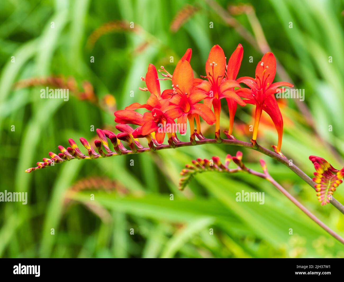 Arching flower head of the July blooming hardy perennial, Crocosmia masonorum 'Lucifer' Stock Photo