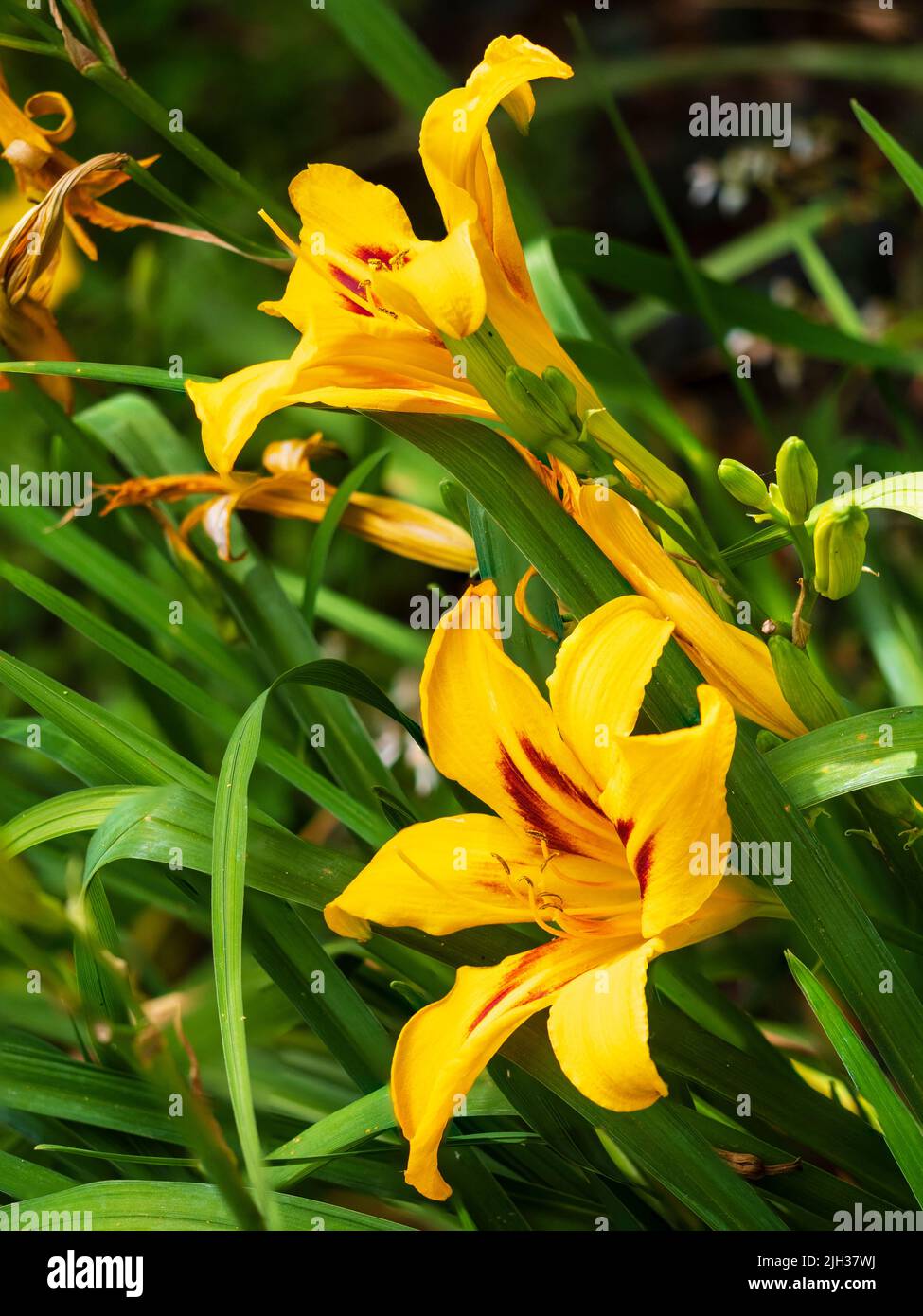 Red throated yellow flower of the hardy perennial summer flowering daylily, Hemerocallis 'Bonanza' Stock Photo