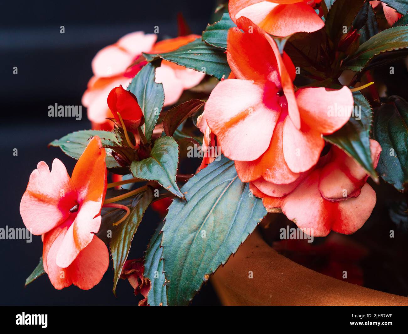 Pale pink and red flowers of the tender New Guinea Impatiens, Impatiens hawkerii 'Paradise Strawberry Bicolor' grown for summer outside display Stock Photo