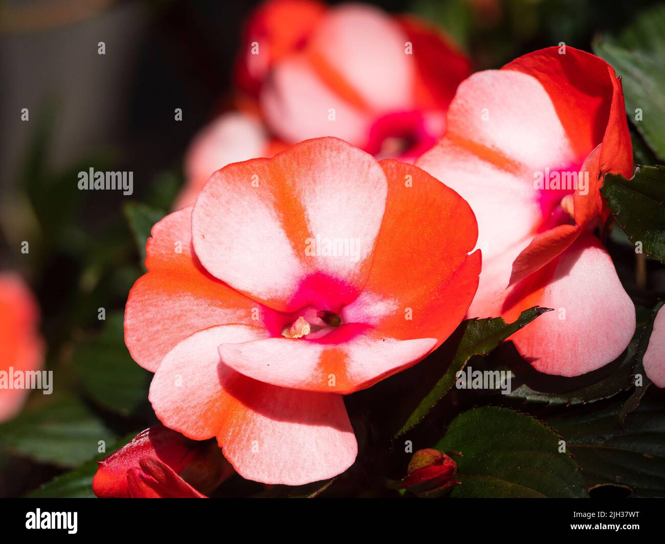 Pale pink and red flowers of the tender New Guinea Impatiens, Impatiens hawkerii 'Paradise Strawberry Bicolor' grown for summer outside display Stock Photo