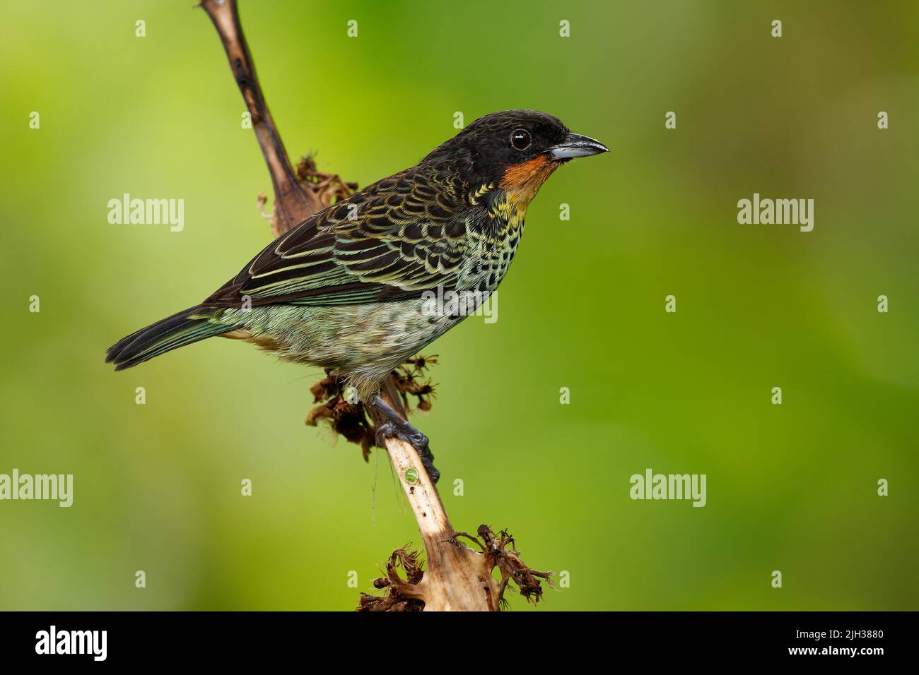 Rufous-throated Tanager - Ixothraupis rufigula bird in Thraupidae, found in Colombia and Ecuador in subtropical or tropical moist montane forests and Stock Photo