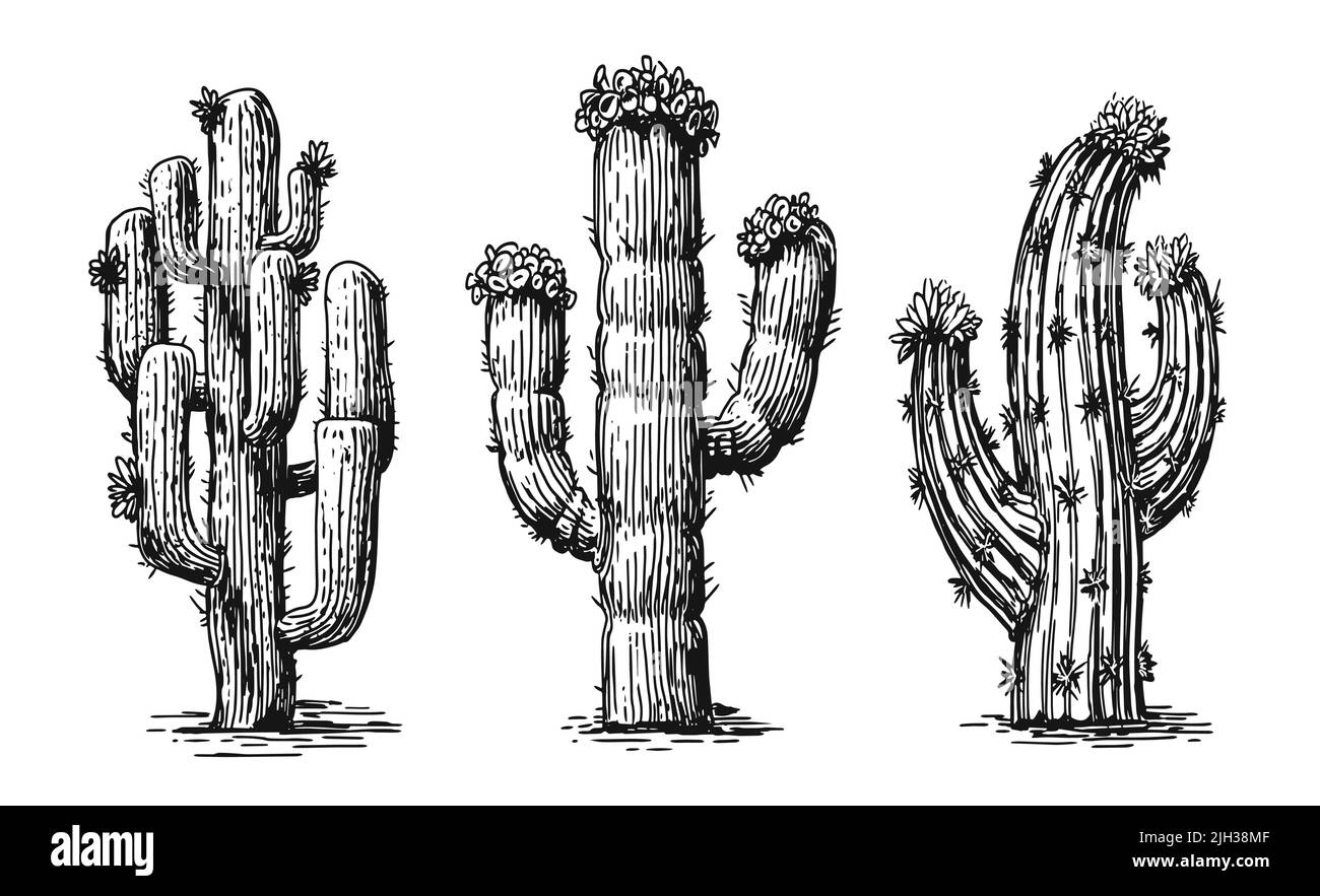 Collection different cacti. Desert plants set isolated on white background. Cactus vintage sketch vector Stock Vector