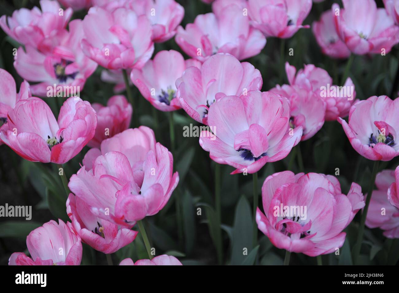 Pink and white Double Late tulips (Tulipa) Pioen Rose bloom in a garden in April Stock Photo Alamy