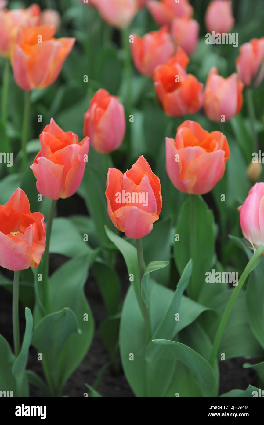 Orangepink Triumph tulips (Tulipa) Prairie Fire bloom in a garden in