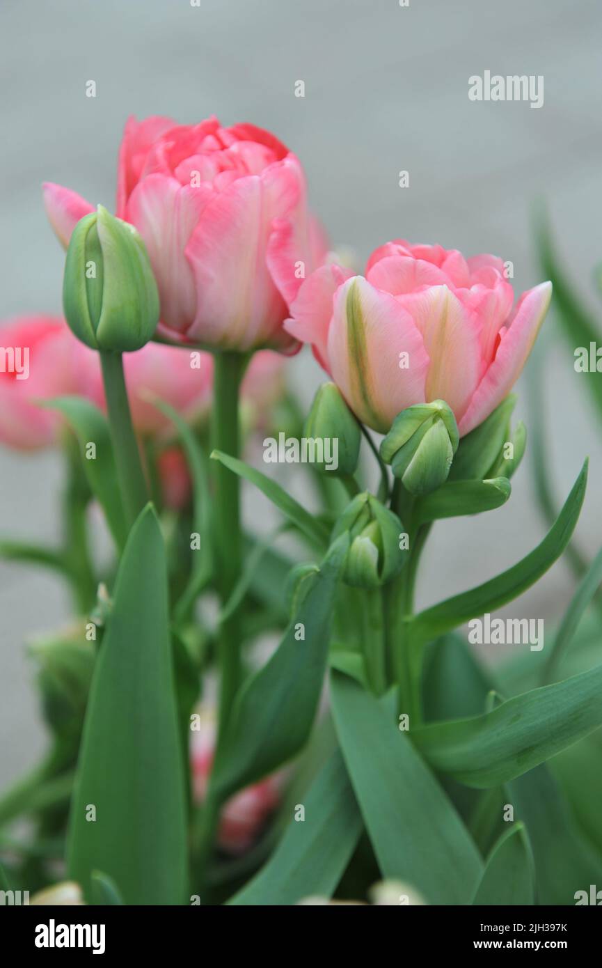 Pink multi-flowered Double Late tulips (Tulipa) Princess Angelique bloom in a garden in April Stock Photo