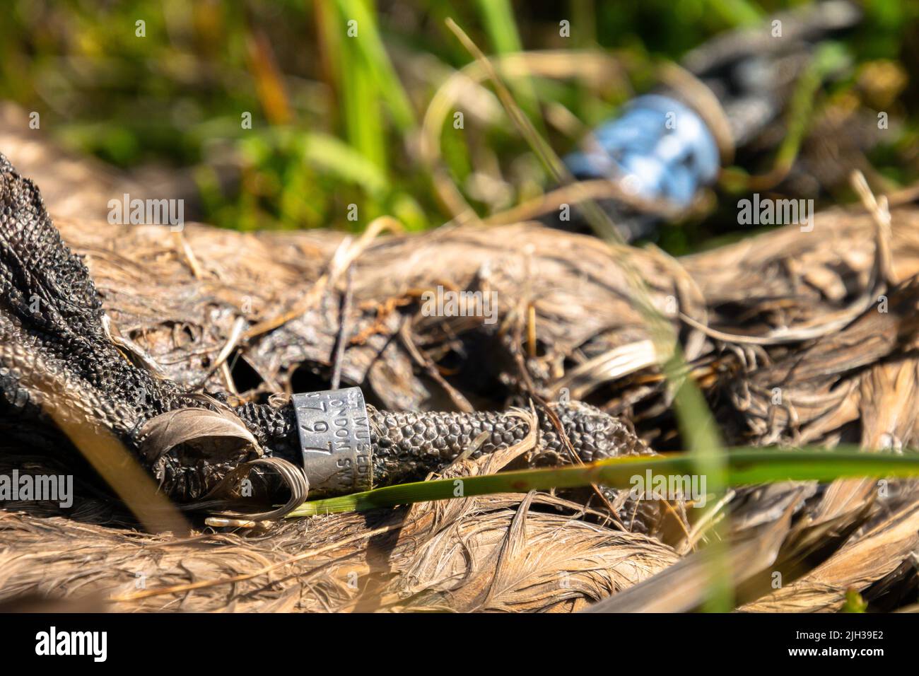 The foot of a dead great skua wearing a BTO bird ring Stock Photo - Alamy