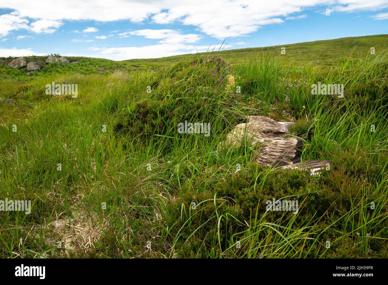 Kicking the bucket hi-res stock photography and images - Alamy