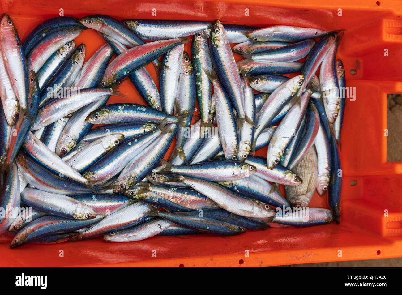fresh sardines fish in orange box Stock Photo Alamy