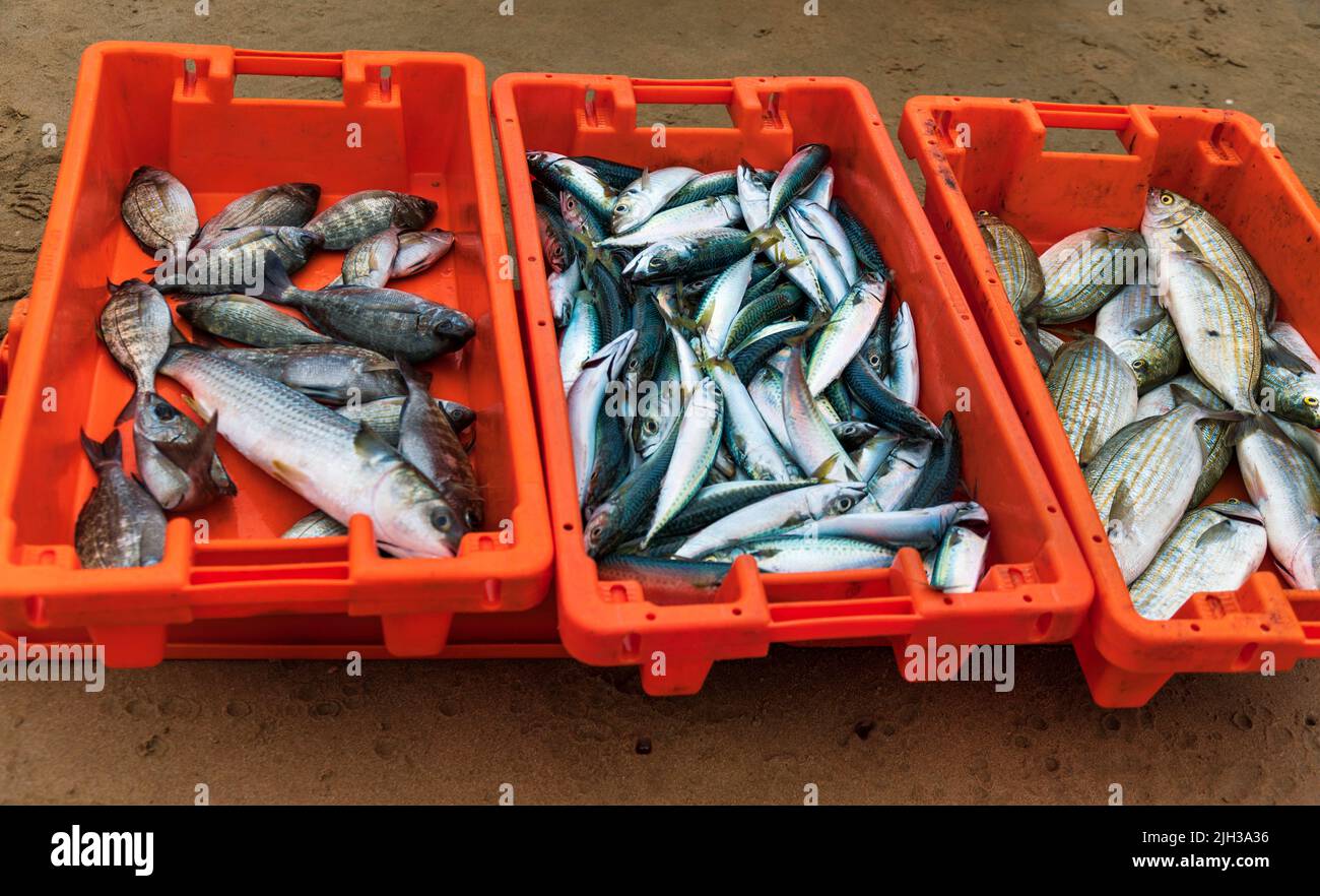 fresh fish mackerel, sole and bream in orange boxes Stock Photo