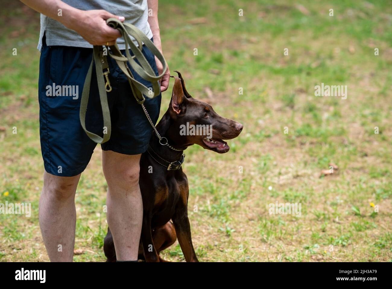 Doberman brown color, on a leash, sitting on the ground next to the owner. High quality photo Stock Photo