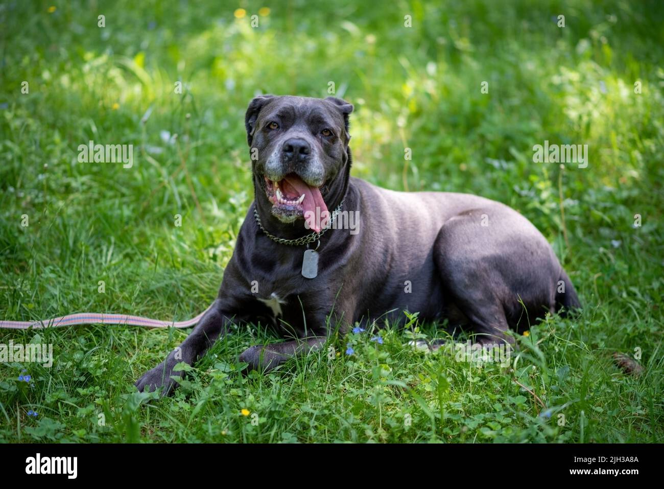 Cane corso puppy hi-res stock photography and images - Alamy