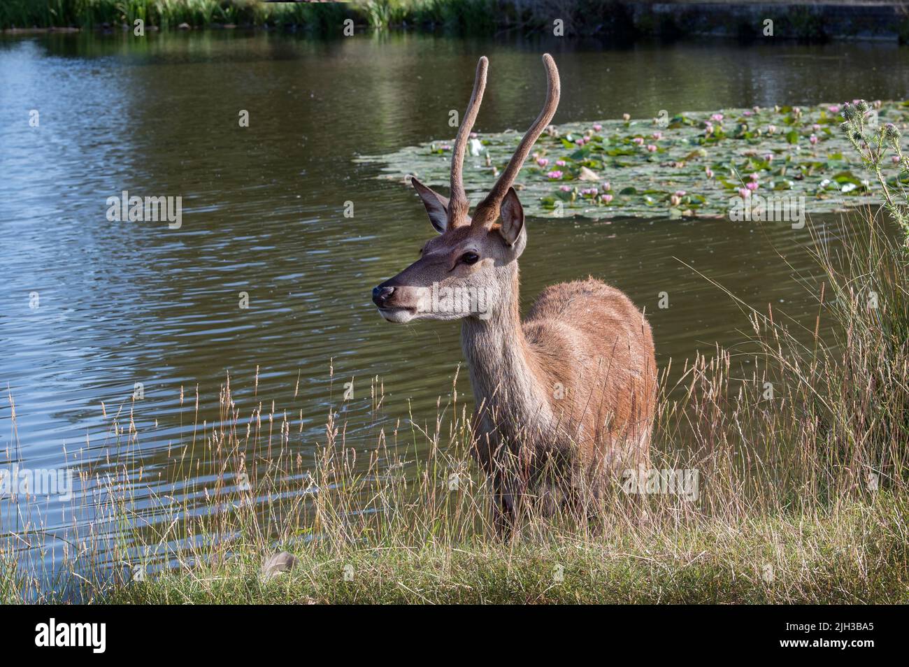 Deer keeping cool on a hot  summers day Stock Photo