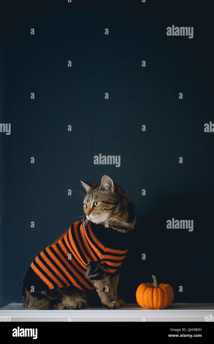 A small tabby cat wearing a Halloween jumper and sitting next to a small orange pumpkin. Plain blue background. Stock Photo
