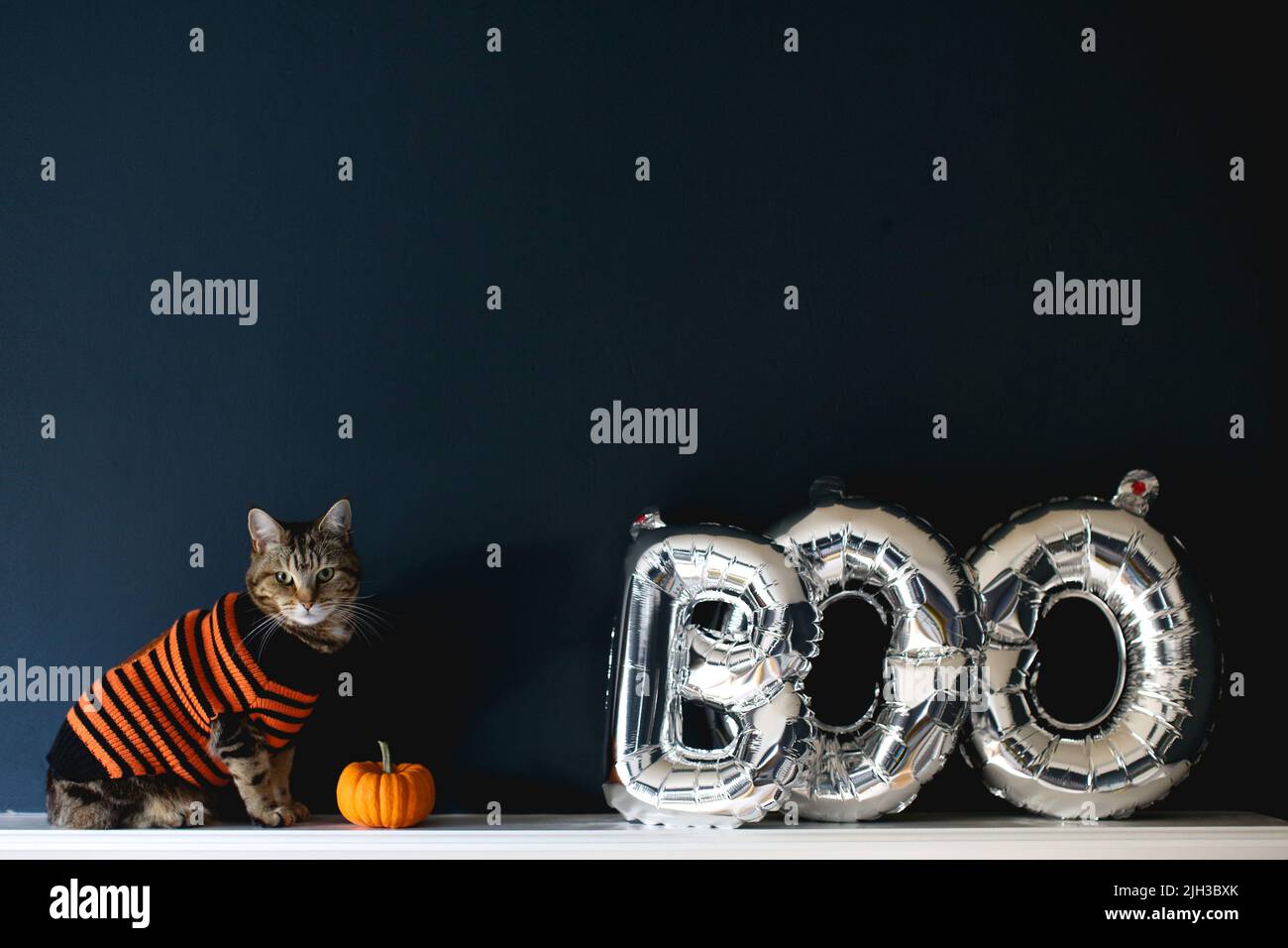 Photo of a cute tabby cat dressed in a halloween costume with an orange pumpkin and silver balloons spelling the word boo Stock Photo