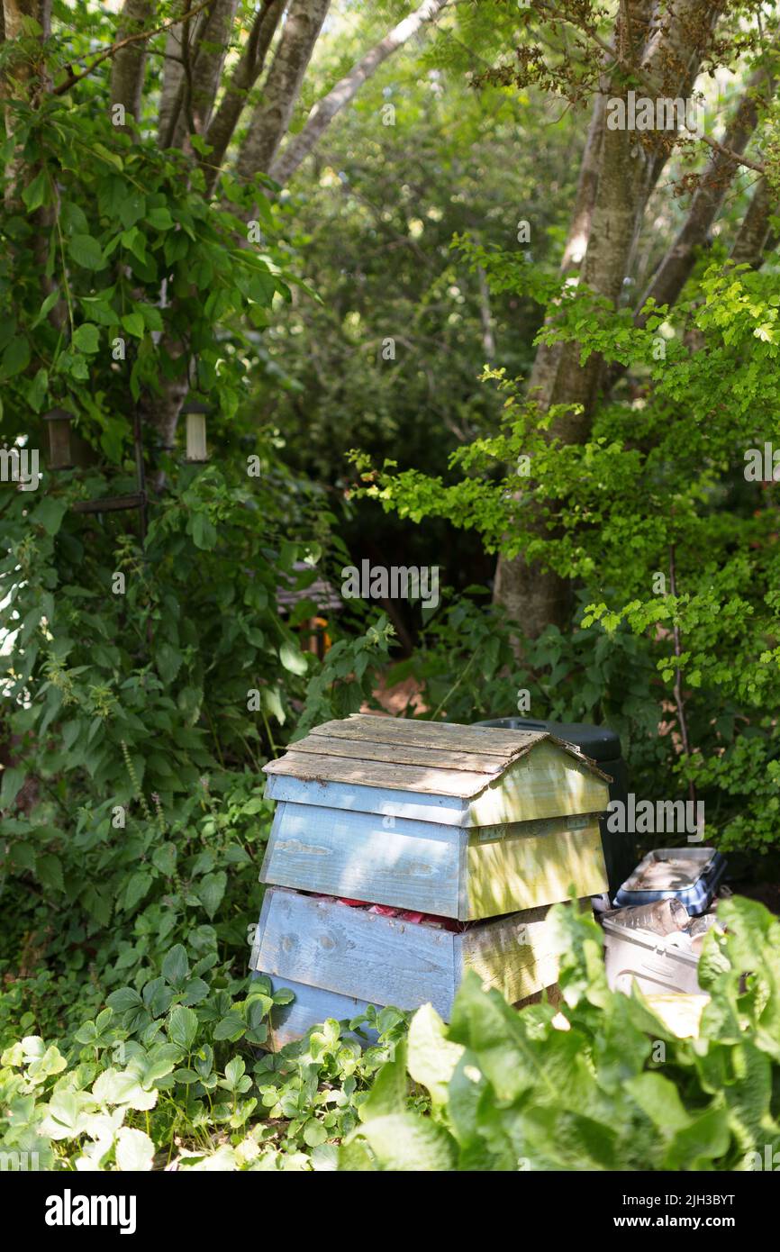 An old fashioned, traditional wooden beehive in an overgrown garden on a sunny summer's day Stock Photo