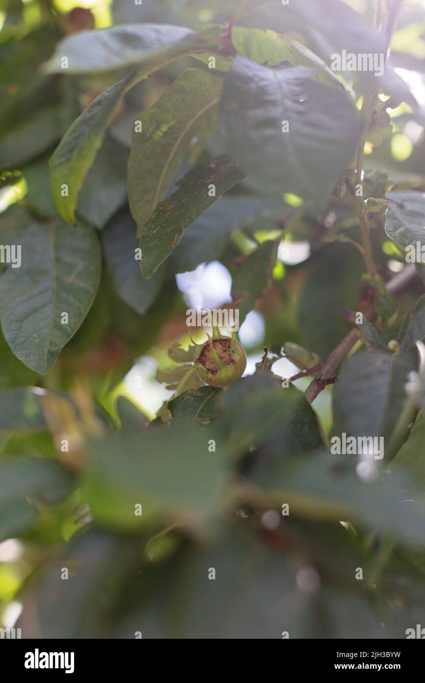Close up of medlar fruit surrounded by green leaves on a medlar tree on a sunny day. Bokeh and blurry background. Stock Photo