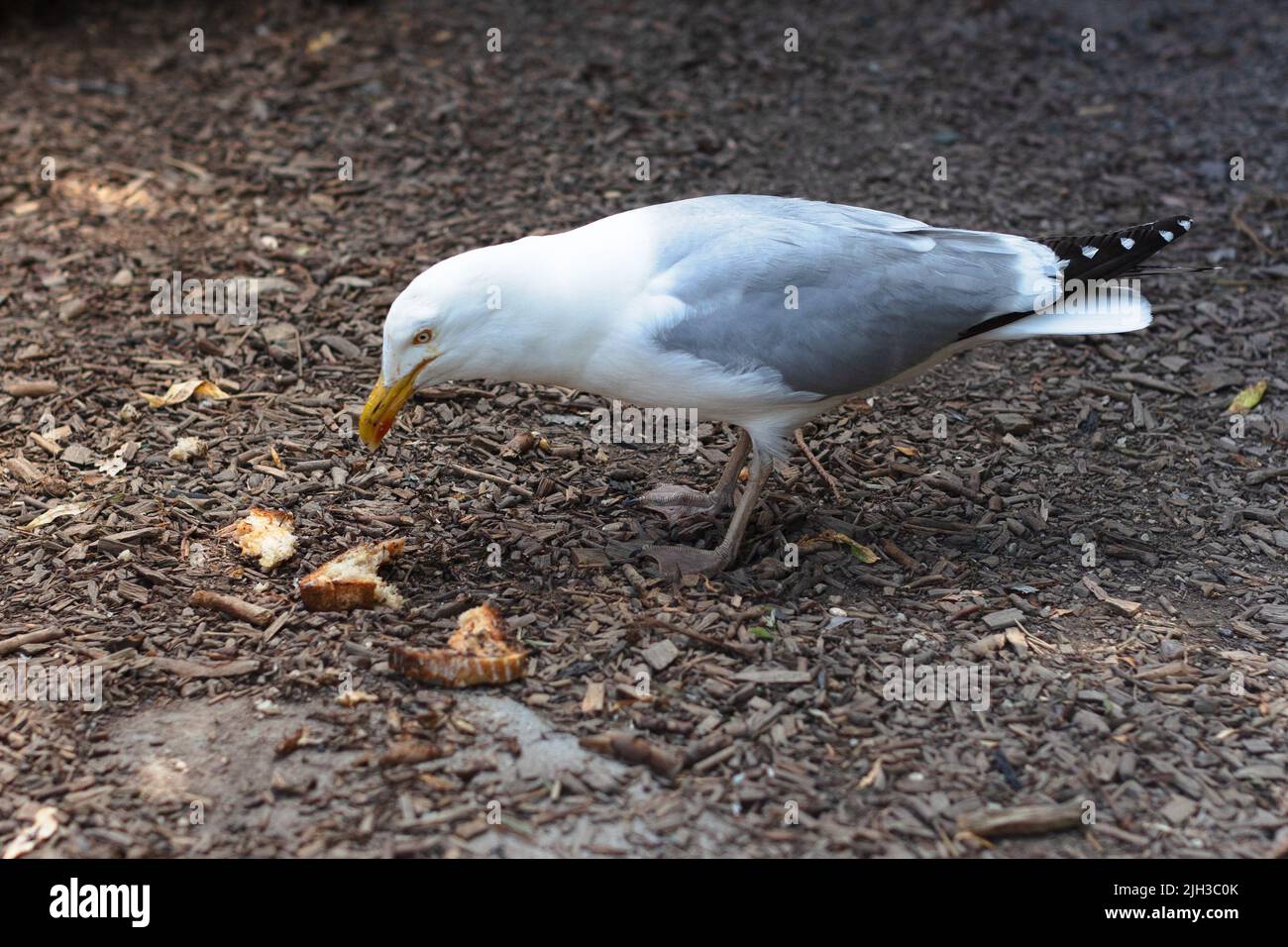 A hungry seagull scavenging for food swooped down and stole a piece of toast from a person in a cafe. Single gull isolated on wood chip background Stock Photo