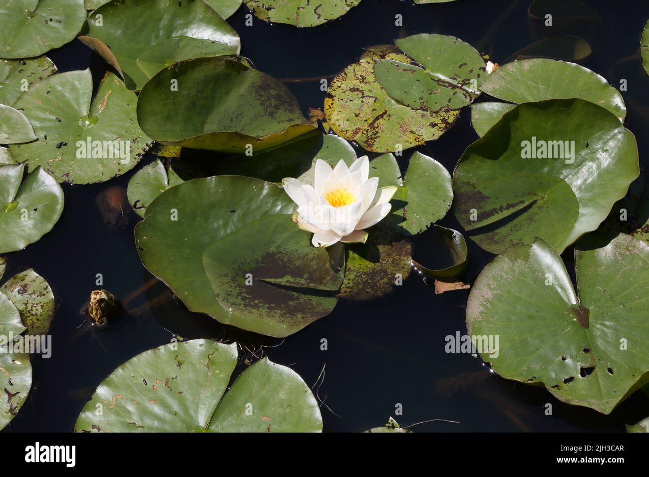 Water lilies in pond hi-res stock photography and images - Alamy