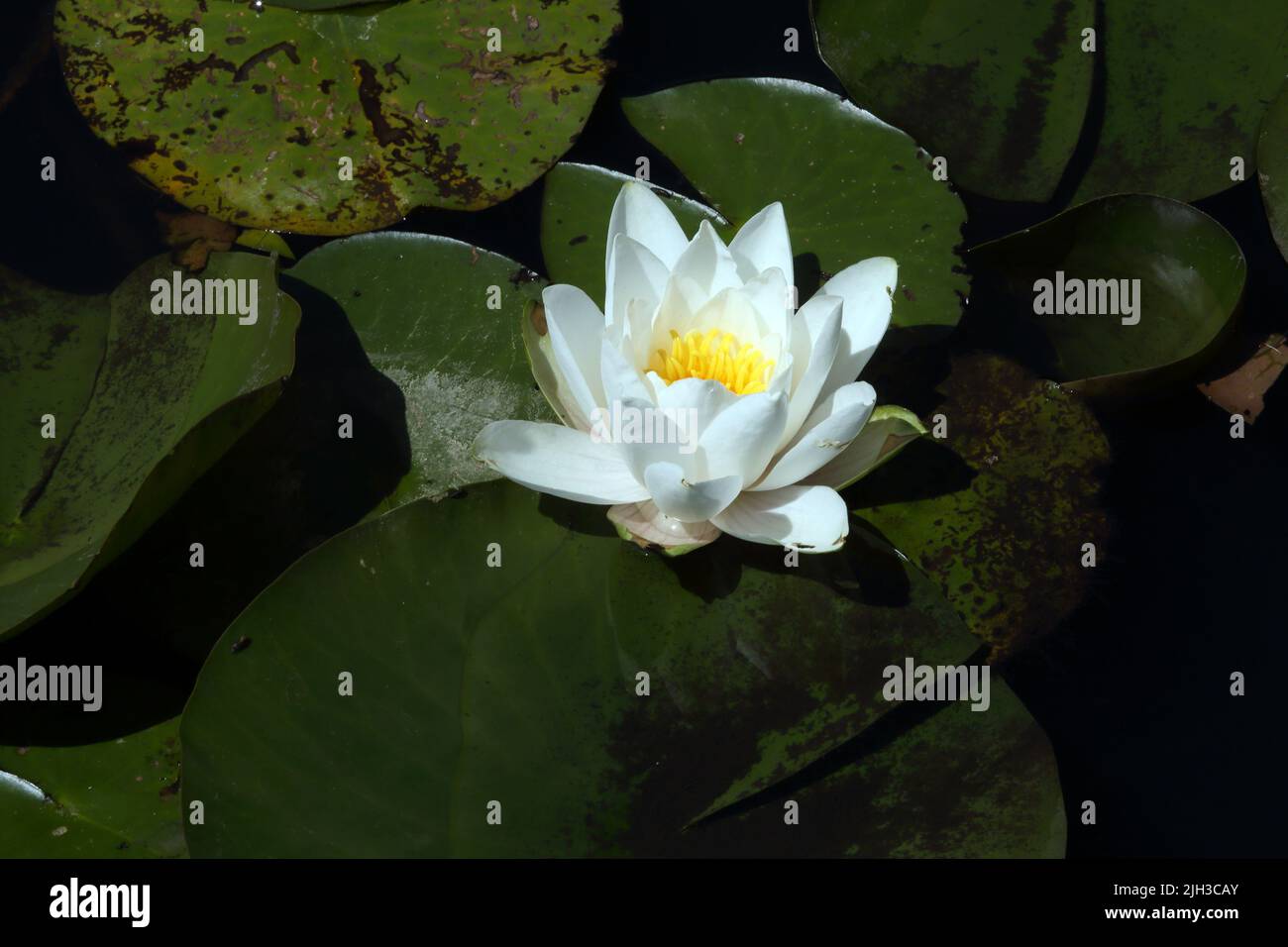 Water Lilies in Pond Wisley Royal Horticultural Society Surrey England Stock Photo