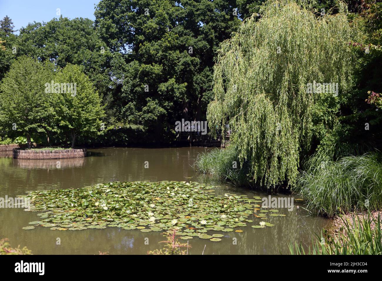 Water Lily Pond and Weeping Willow Tree in Wisley RHS Gardens Surrey England Stock Photo