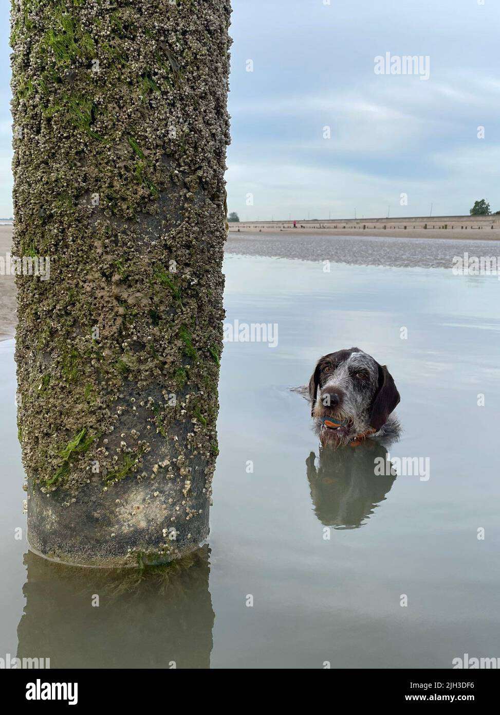 Undated handout photo of Boo, a six-year-old German Wirehaired Pointer, in the sea during this heatwave. The RSPCA is urging pet owners to make plans to protect pets during this spell of hot weather. Issue date: Thursday July 14, 2022. Stock Photo