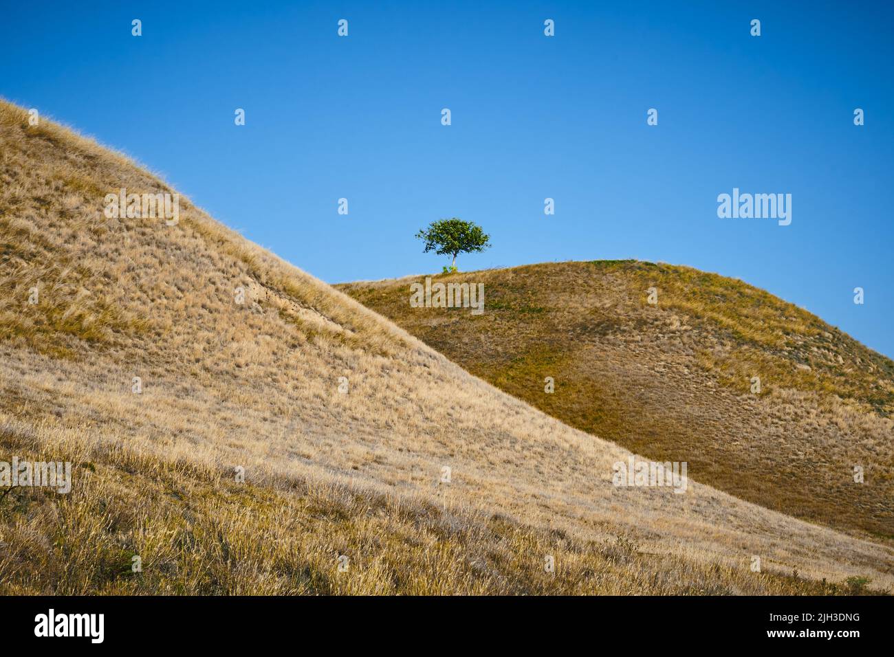 Green tree on a hill hi-res stock photography and images - Alamy