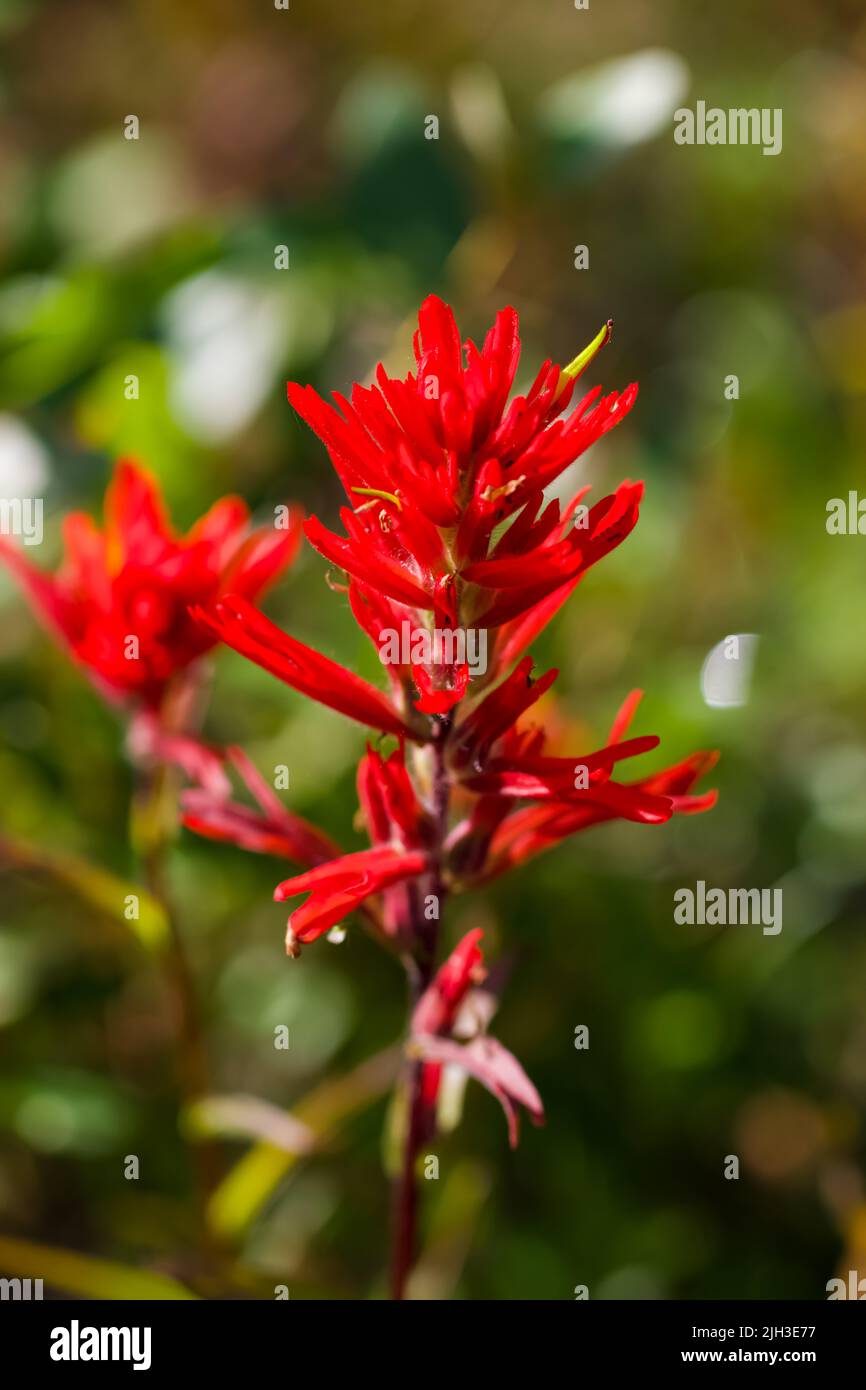 Indian Paintbrush flower in bright sunlight, against a soft blurry background. Stock Photo