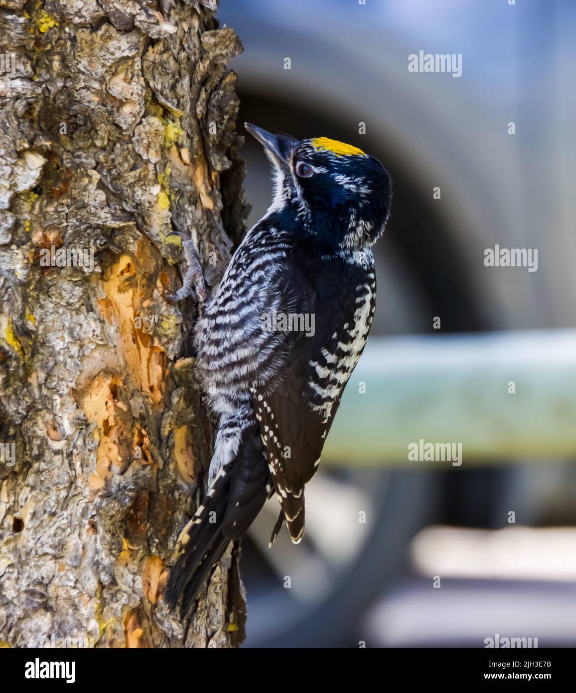 Woody woodpecker sound hi-res stock photography and images - Alamy