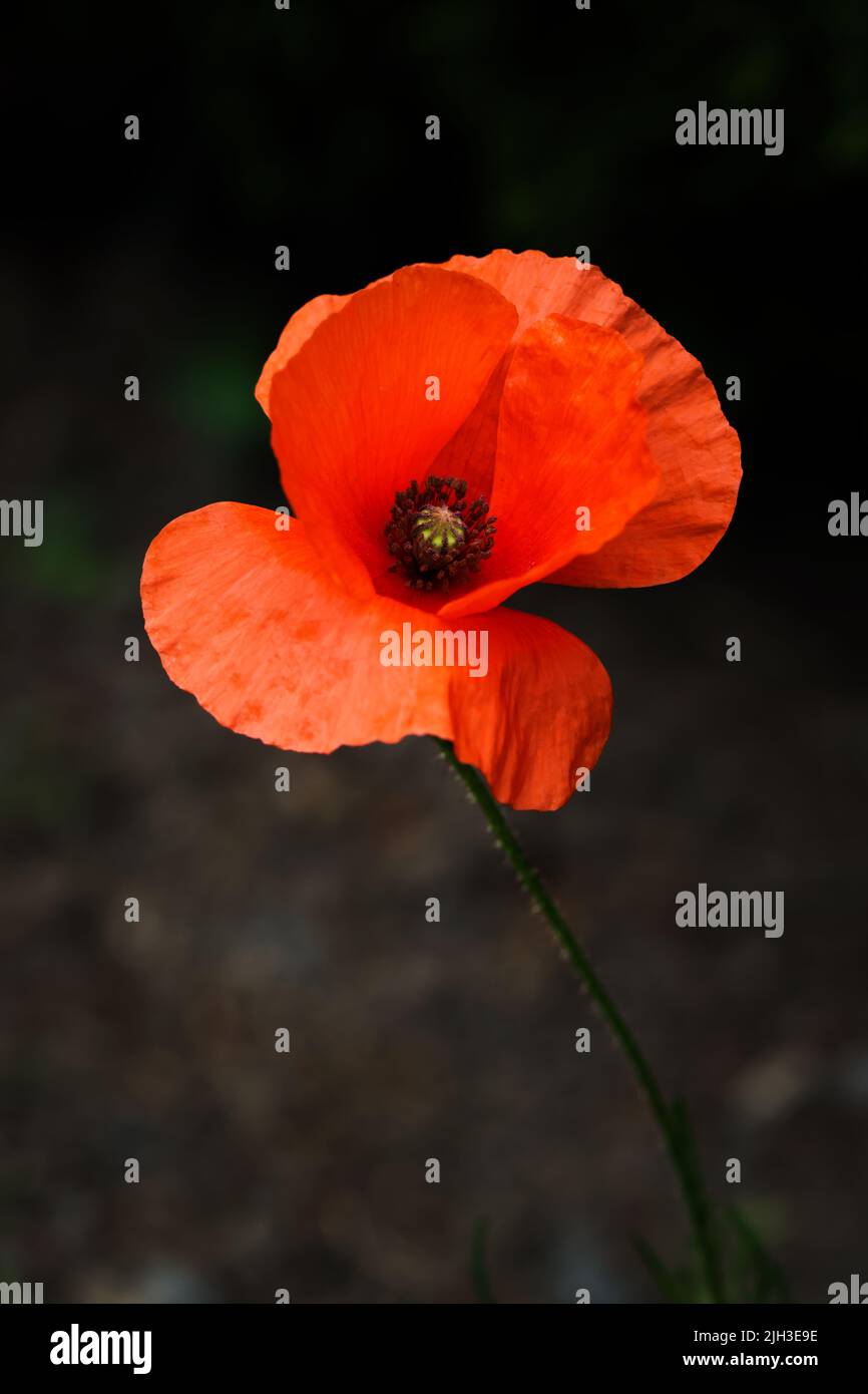 Red poppy flower against dark background. Macro closeup petals and stigma. Ireland Stock Photo