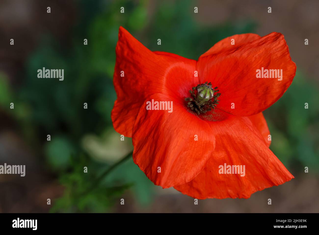 Red poppy flower against blurred background. Macro closeup petals and stigma. Ireland Stock Photo