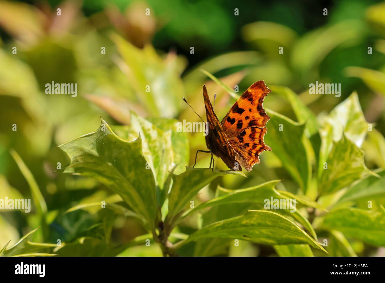 The Comma butterfly 'Polygonia c-album', bright orange with scallop edge wings, on summer holly leaves. Dublin, Ireland Stock Photo
