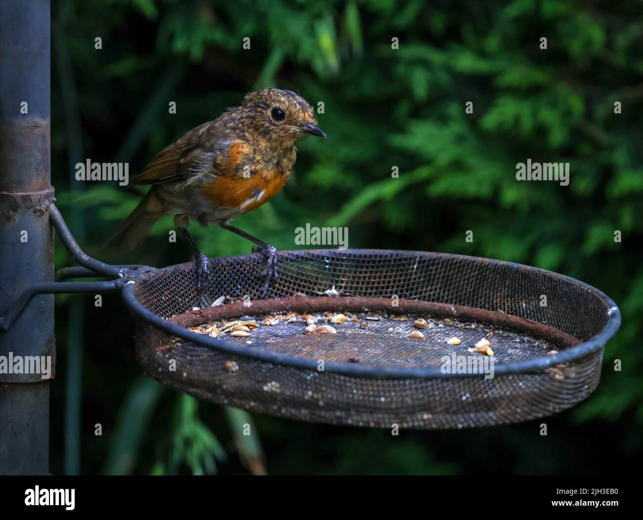 Juvenile robin bird 'Erithacus rubecula', front bib feathers turning red, perched on seed feed basket in garden. Dublin, Ireland Stock Photo