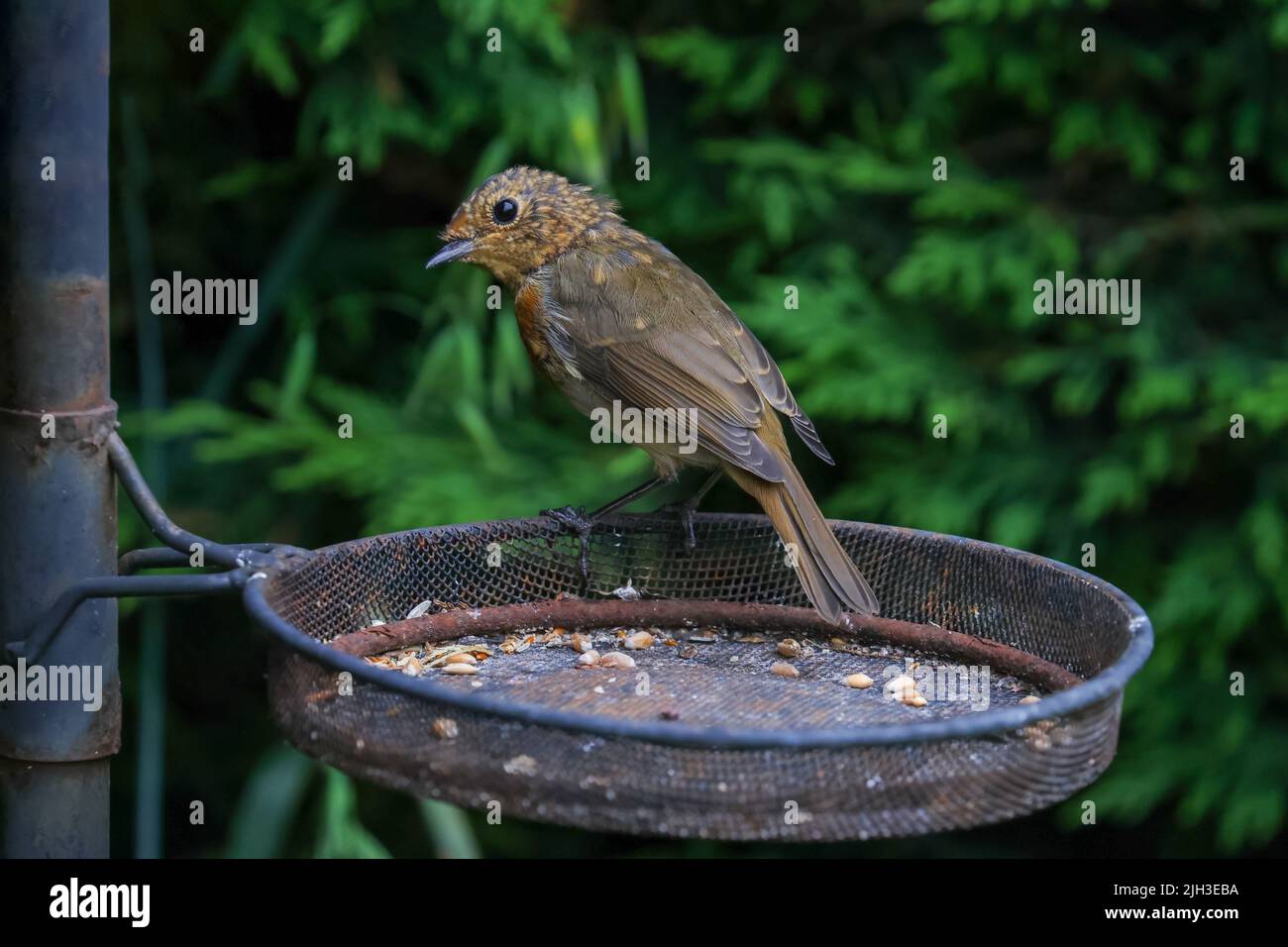 Juvenile robin bird 'Erithacus rubecula', front bib feathers turning red, perched on seed feeder in summer garden. Dublin, Ireland Stock Photo