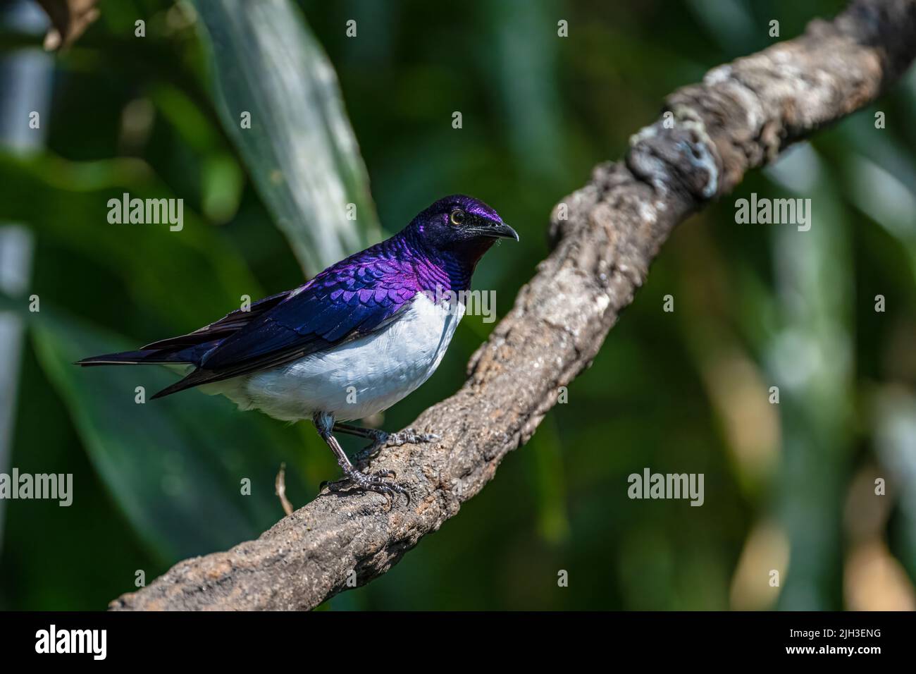 Violet-backed Starling (Cinnyricinclus leucogaster) on a Tree Branch Stock Photo