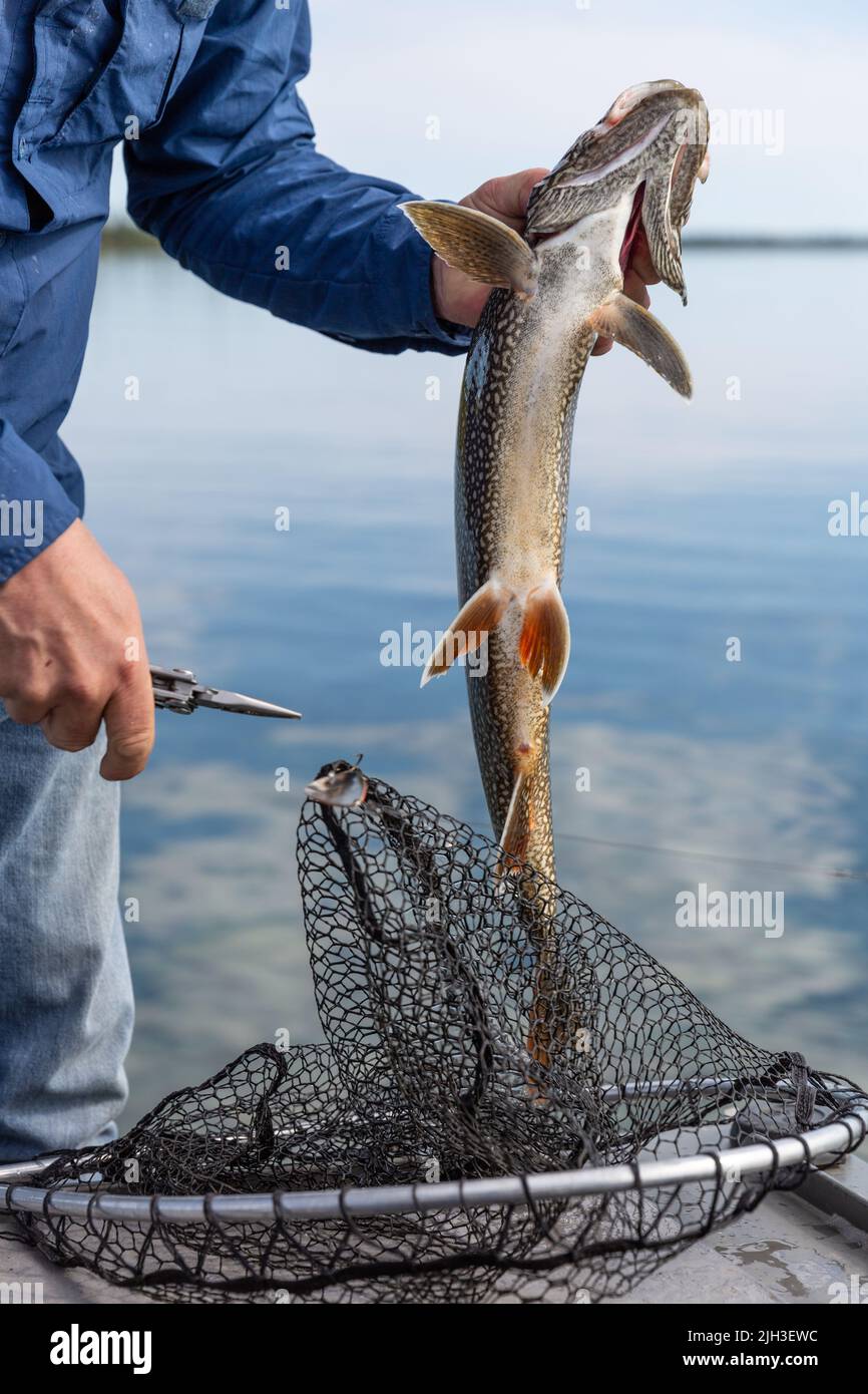 Man holding Lake Trout fish caught in Great Bear Lake, Northwest Territories - the largest lake entirely in Canada, the ninth-largest in the world. Stock Photo