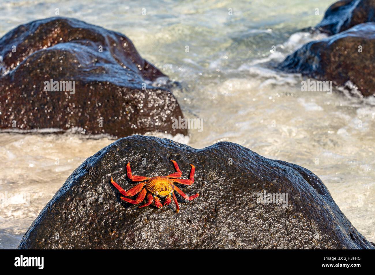 Bright orange Sally Lightfoot Crabs on rocks at the coast in the Galapagos Islands Stock Photo
