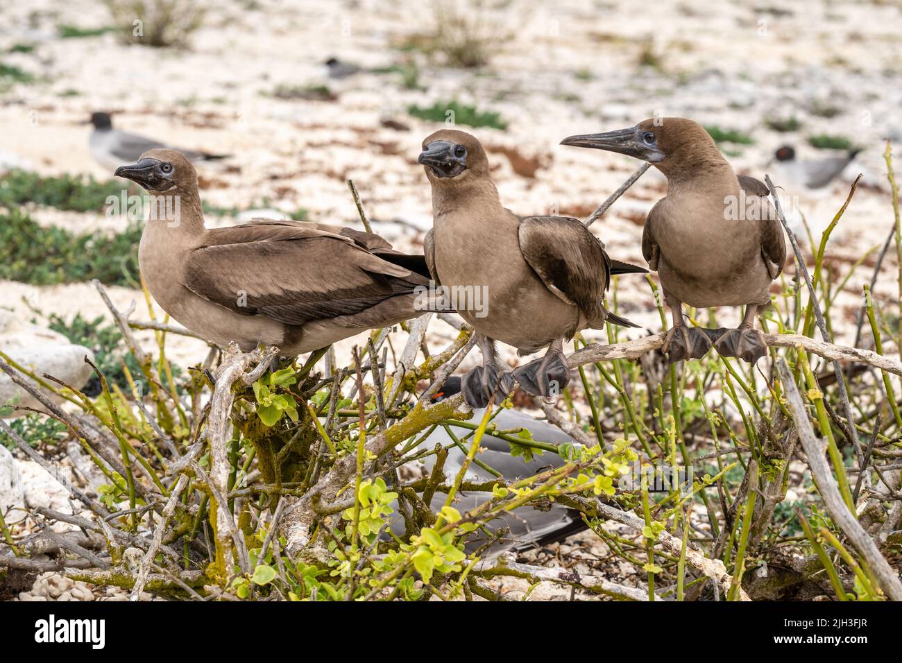 Three juvenile red footed boobies perched on a branch in the Galapagos Stock Photo